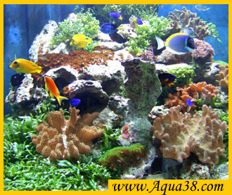 montage d'aquarium sur mesure